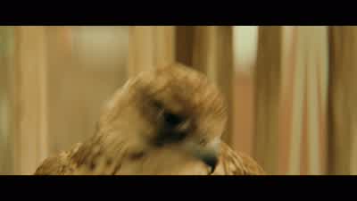 Go Mordecai - The Royal Tenenbaums