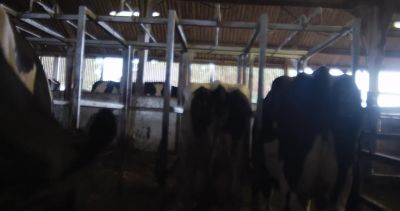 Go on. Go on. - Cow