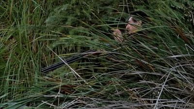 Go on, Mudgie!
Go on, boy. - Criminal Minds