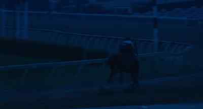 Go on, Nap!
Go on, get him! - The Black Stallion