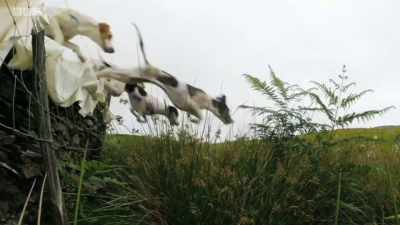 Go on! Wow! They are so fast. They
are just flat out. - The Lakes With Paul Rose