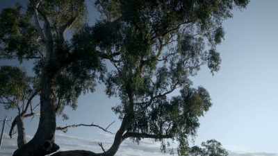 (goat bleating) - The Clearing