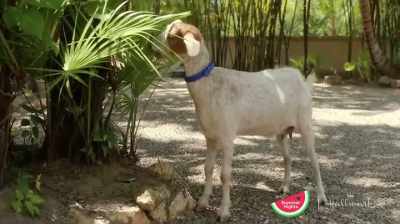 (goat bleats) - Caribbean Summer