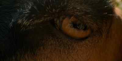 [goat panting] - The Mosquito Coast