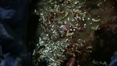 Goat's head?! - CSI: Crime Scene Investigation
