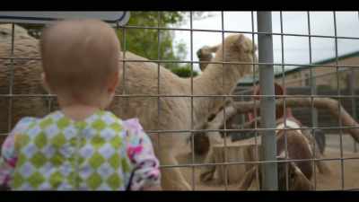 Goats say "maah." - Babies