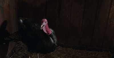 [Gobbles gobbles] - Surviving Christmas with the Relatives
