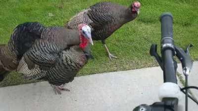 ‐[ Gobbling ]
‐[ Laughs ] - Neighborhood Wars