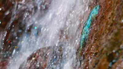 Gobies can scale waterfalls
350 meters high. - Tiny World