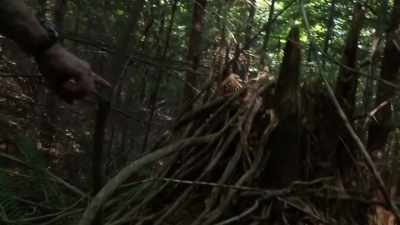 God, they're all set...
they were...
these were all placed. - Expedition Bigfoot