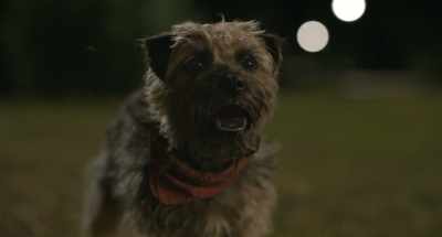 - Goddamn it.
- So, when you told me - Strays