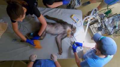 Going into this procedure today, - Secrets of the Zoo