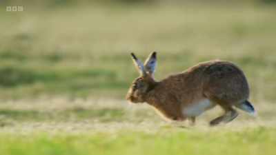 Golden eagles once chased hares - Wild Isles