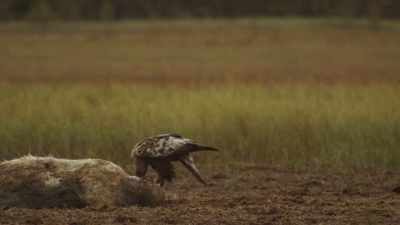 Golden eagles dig in
while the coast is clear. - Wild Nordic