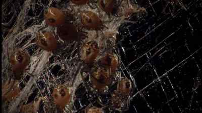 Golden orb web spiders
live for only a year. - Micro Monsters with David Attenborough