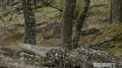 GONE. [ SPITS ] - Man vs. Wild