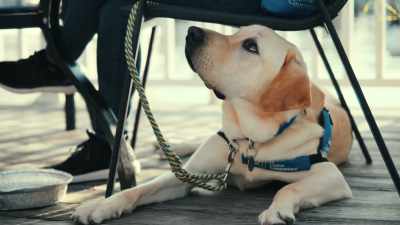 Good boy. Nice job. - Inside the Mind of a Dog