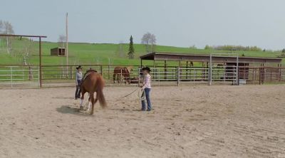 Good boy, Ringo.
He seems to be taking all my cues. - Heartland
