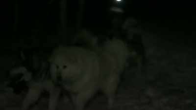 Good boys.
Whoa. Whoa. - Life Below Zero: Next Generation