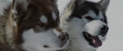 Good boys - Eight Below
