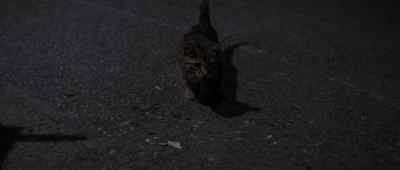 Good cat. - Bad Boy Bubby
