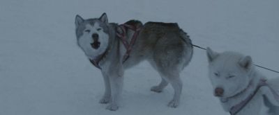 Good girl Maya - Eight Below