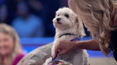Good job. Good job. - 2022 American Rescue Dog Show