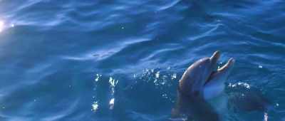 Good job, Sunny.
A-plus. Bravo. - Bernie the Dolphin 2