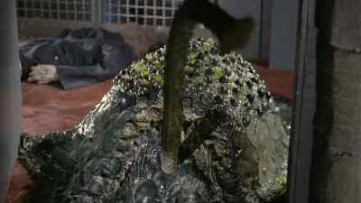 Good Lord, what's that? - Island of Terror