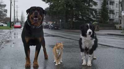- Good luck finding me now, birdbrains!
- He's been watching us this whole time. - Cats & Dogs 3: Paws Unite