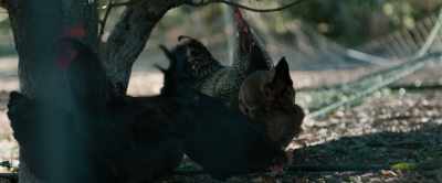 Good morning.[CHICKENS CLUCKING] - Umma