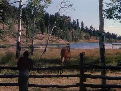 Good morning, Flicka. - My Friend Flicka