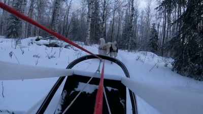 Good puppies! - Life Below Zero: Next Generation