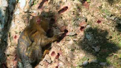 Good thing.
There are new additions to the troop. - Tiny World