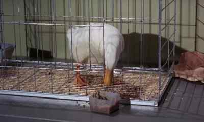 Good You're eating the apple sauce - The Million Dollar Duck