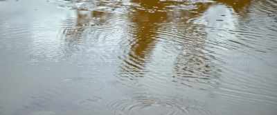 (Goodall): If communities
are helped a little bit, - The Last Tourist