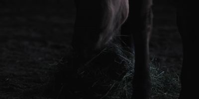 Goodnight buddy. - Yellowstone