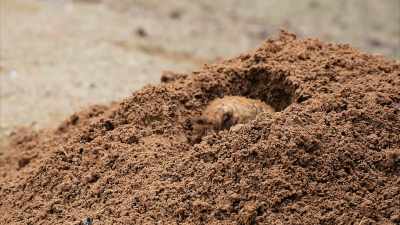 Gophers will not build mounds - Secrets of the Underground