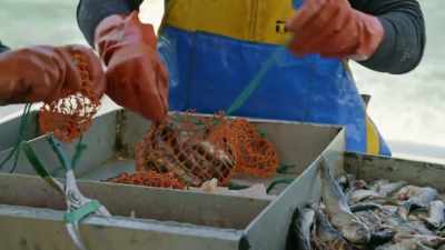 GORDON And
if I don't get these bait
bags ready quick enough, - Gordon Ramsay: Uncharted