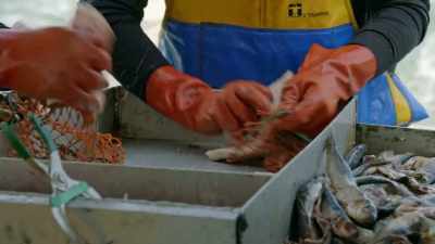 GORDON
Apparently, lobsters
are like linebackers, - Gordon Ramsay: Uncharted
