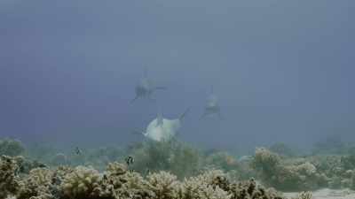 Gorgonian fronds
are covered with a mucous - Oceans: Our Blue Planet