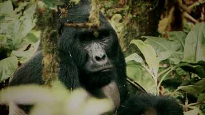 GORILLAS HAVE A FACE
WITH HUMAN CHARACTERISTICS, - Expedition Mungo