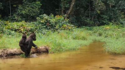 Gorillas and humans are so closely related, - Big Beasts