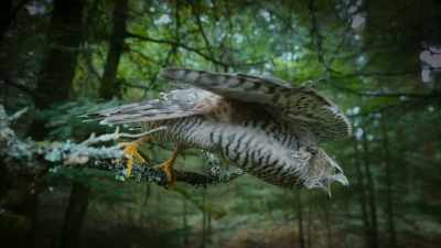 (GOSHAWK CHIRPS) - Super/Natural