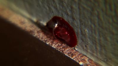 Got a blood drop
with an air bubble. - CSI: Crime Scene Investigation