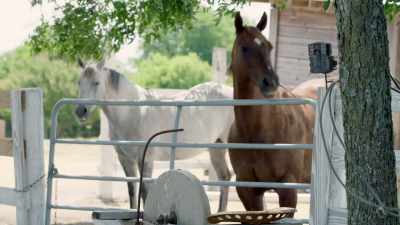 -Got a bunch of cows
and horses and...
-[David] Yeah. - Shorty's Dream Shop