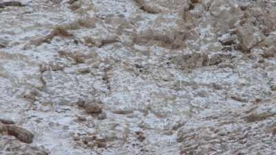 Got a snow leopard
sneaking up on blue sheep. - Ghost of the Mountains