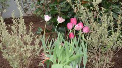 -Got it.
-If you feel like that hot pink - Fixer Upper: Behind the Design