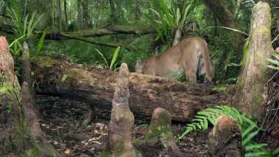 Got one panther walking away.
One bear walking toward the camera. - Path of the Panther