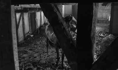Got with much ease! - Chimes at Midnight